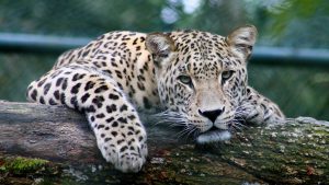  عکس پلنگ مازندران برای پروفایل