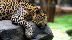  عکس پلنگ مازندران برای پروفایل