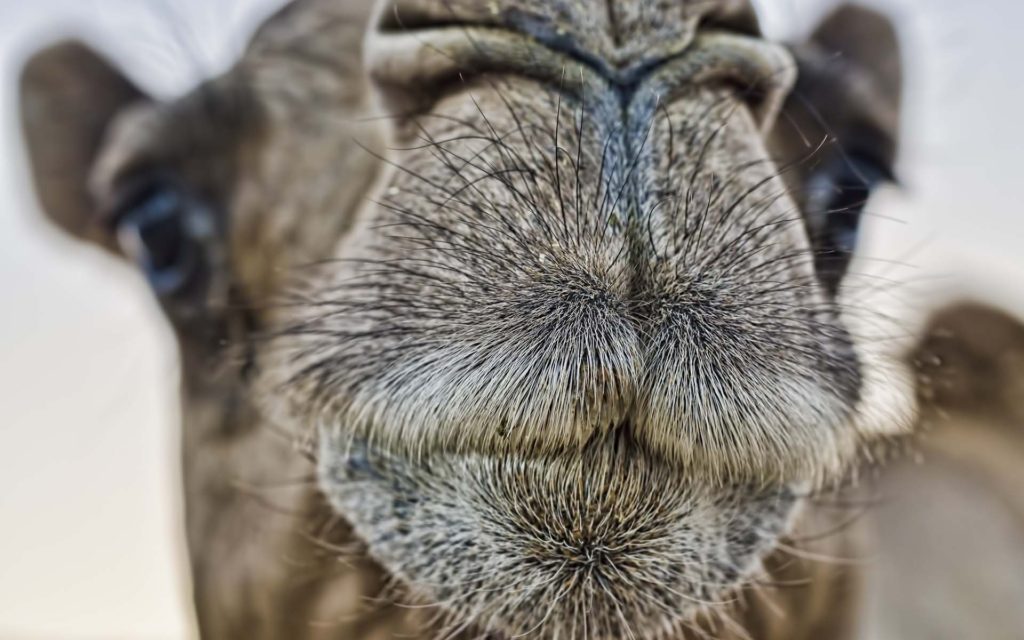 Camel Widescreen Wallpaper