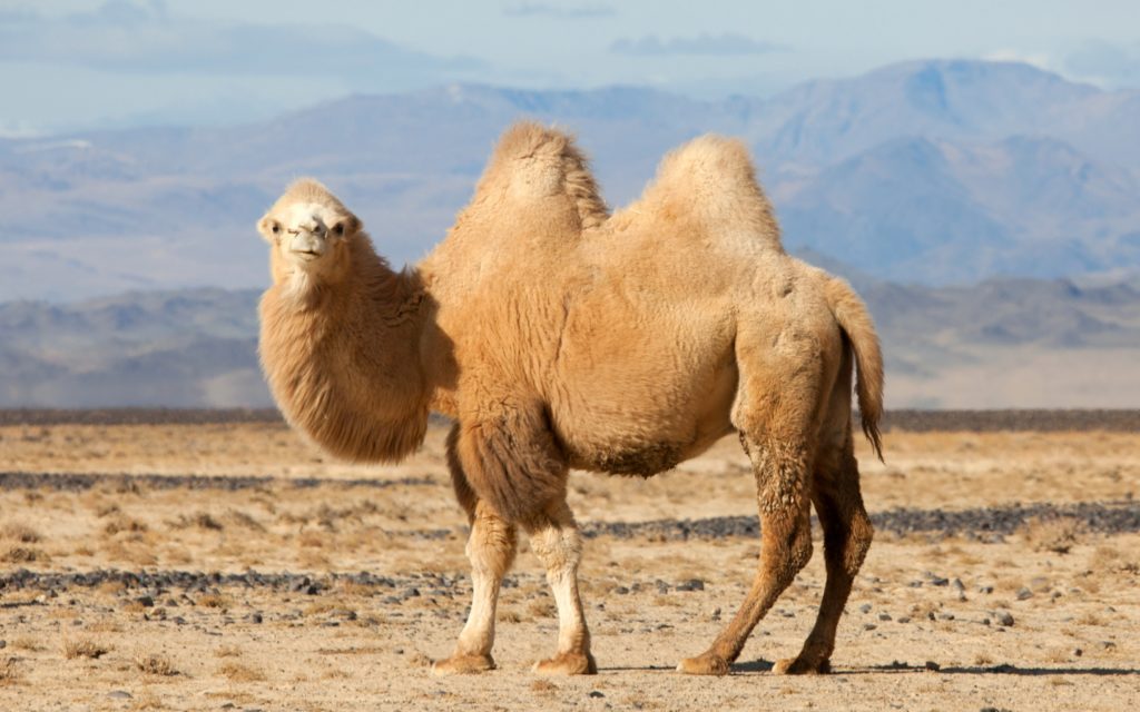 Camel Widescreen Wallpaper