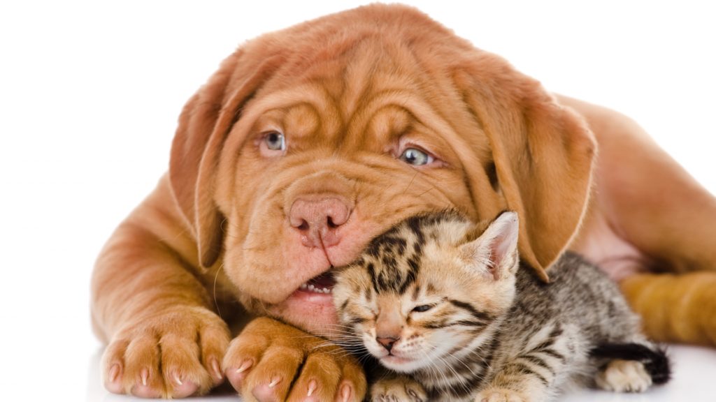 Cat & Dog Full HD Wallpaper