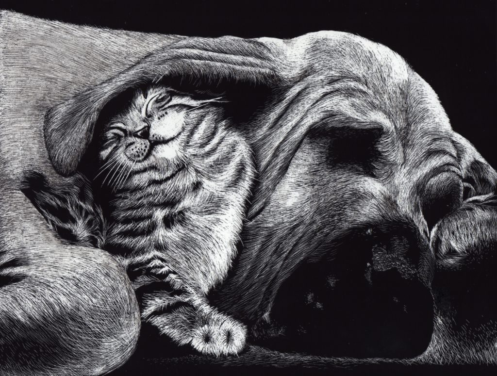 Cat & Dog Wallpaper