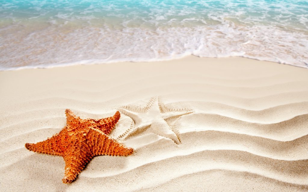 Starfish Widescreen Wallpaper