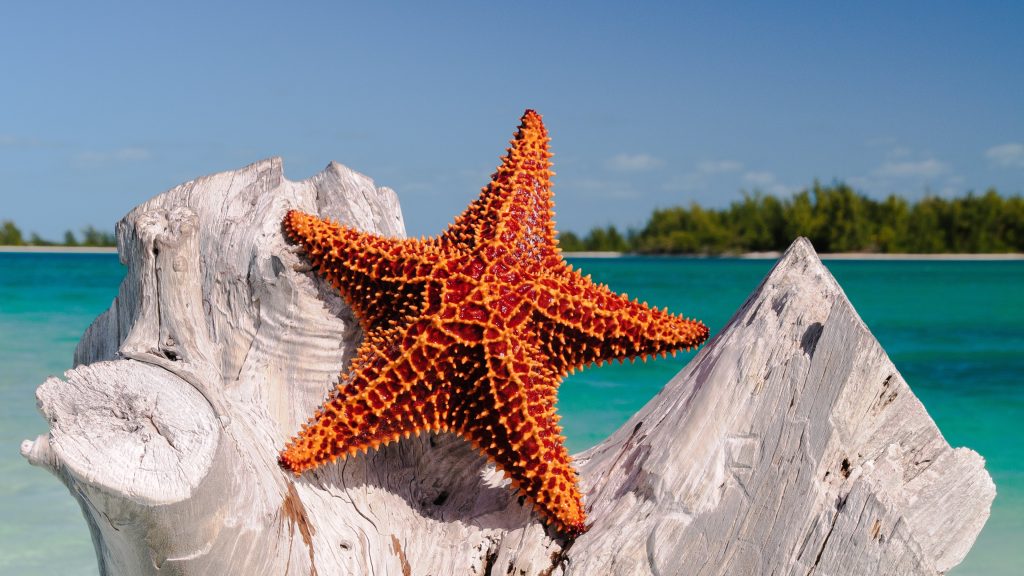 Starfish 4K UHD Wallpaper