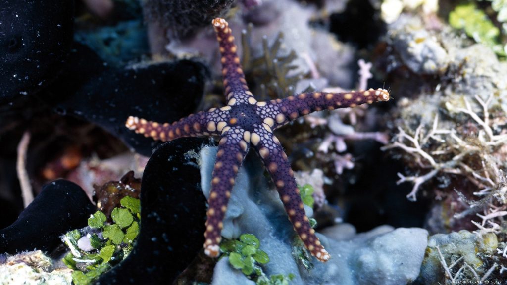 Starfish Full HD Wallpaper