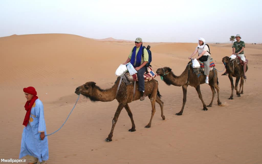 camel-photo
