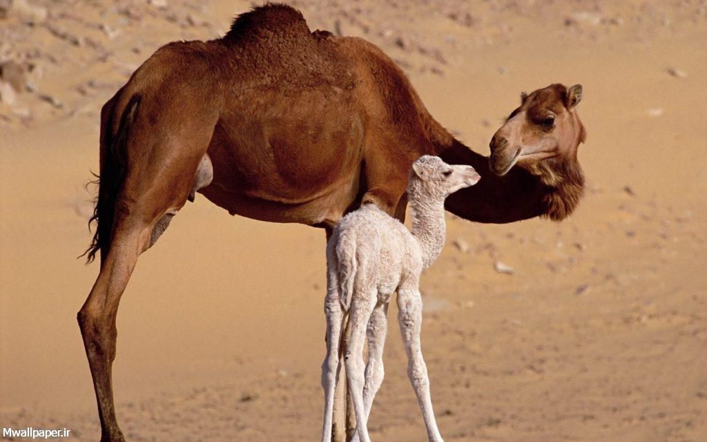 camel-photo