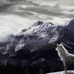 والپیپر حیوانات – گرگ سفید