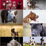 دانلود 25 عکس باکیفیت از سگ پیتبال