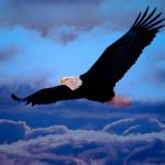 عکس عقاب بر فراز آسمان