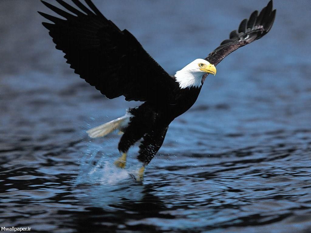 عقاب در حال پرواز در دریا