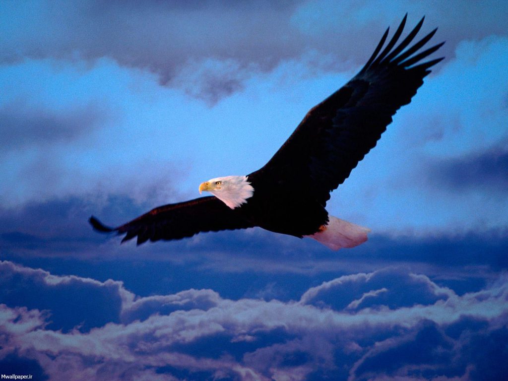 عکس عقاب بر فراز آسمان