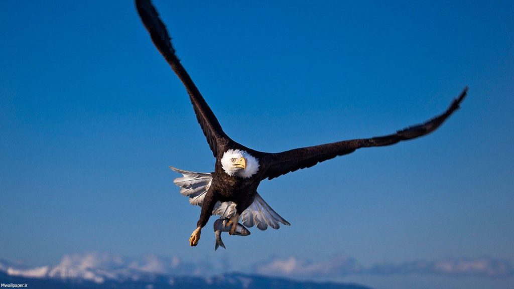 عکس عقاب با بالهای باز