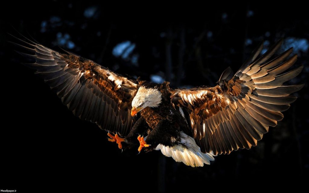 عکس عقاب در حال فرود
