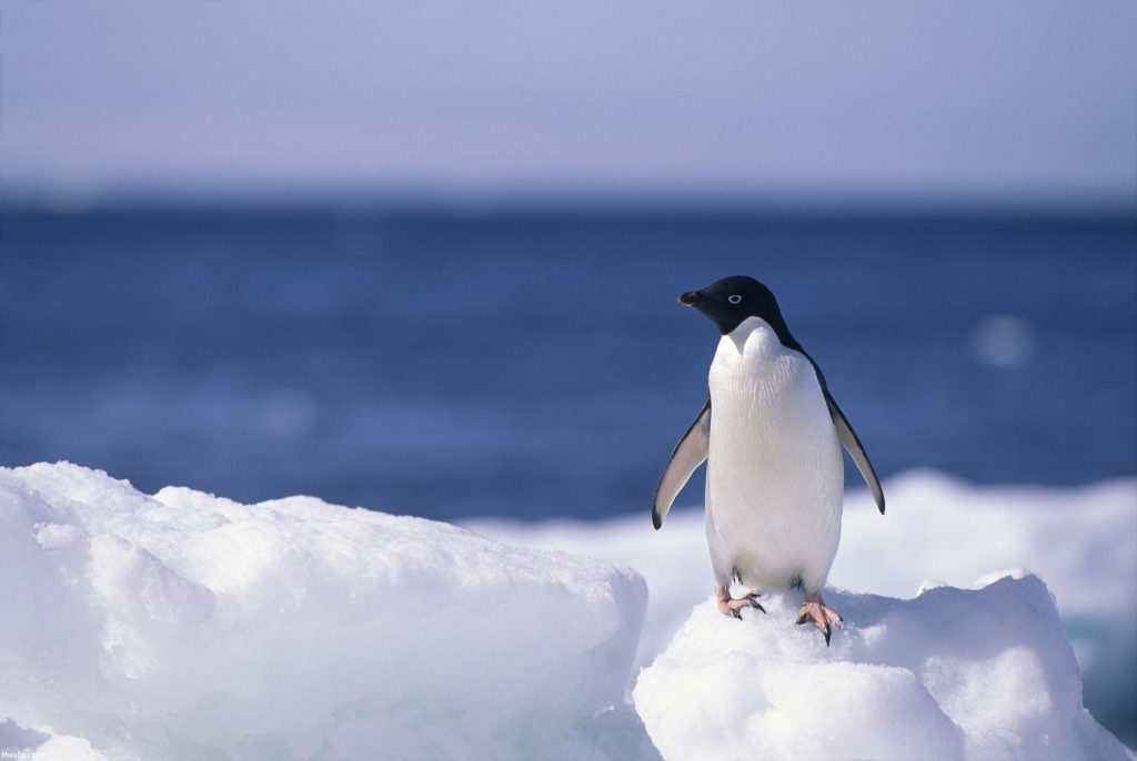 والپیپر پنگوئن ها