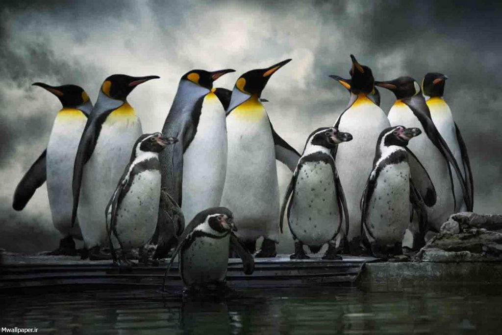 بک گراند پنگوئن ها