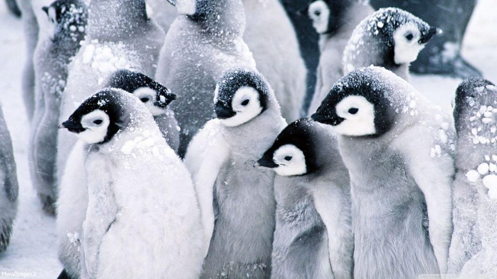 والپیپر پنگوئن ها