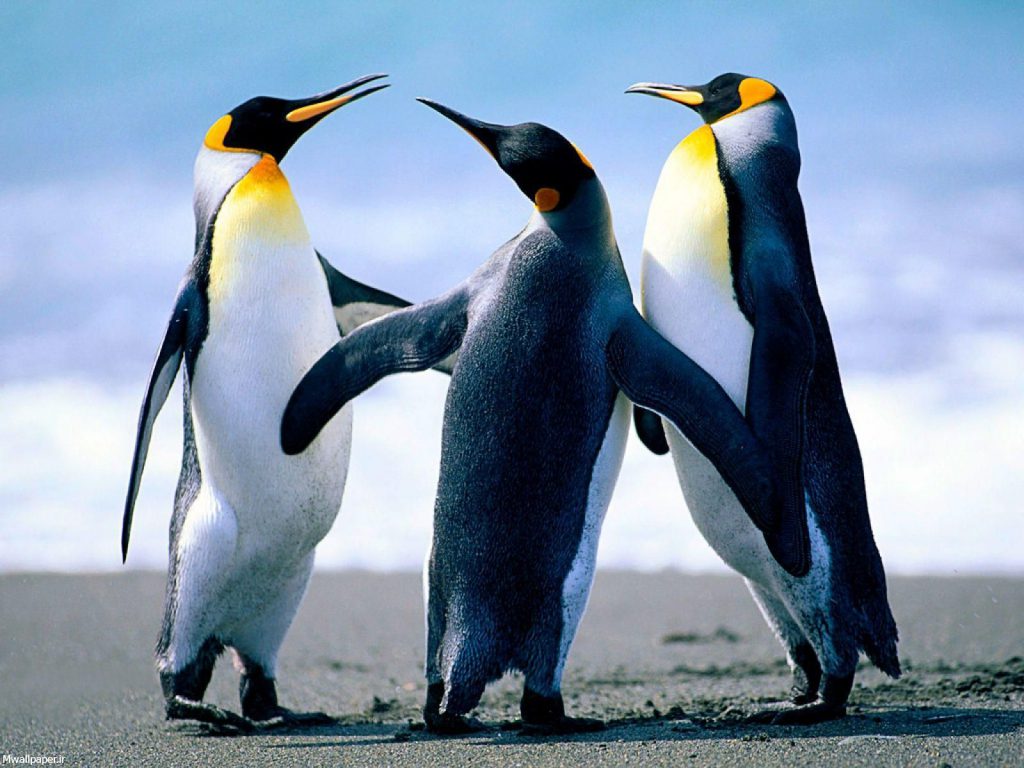 عکس دسته پنگوئن ها