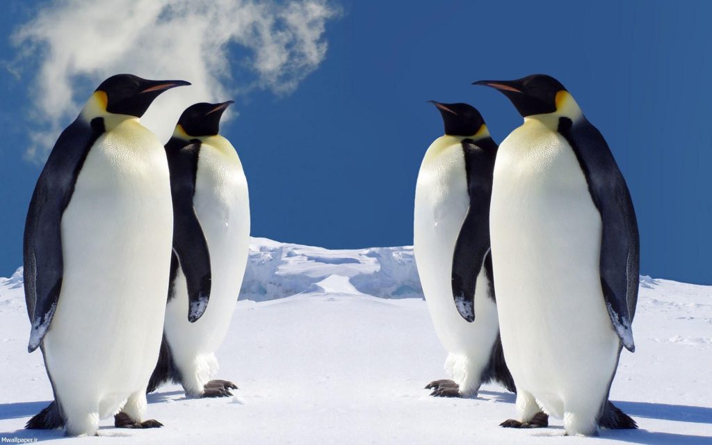 عکس دسته پنگوئن ها