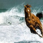 بک گراند اسب در دریا