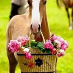 بک گراند موبایل اسب با سبد گل