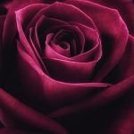 بک گراند گل رز برای موبایل