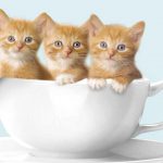 عکس بچه گربه ها در فنجان