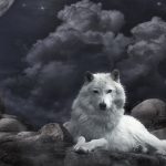 عکس گرگ سفید خفن
