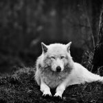عکس گرگ سفید