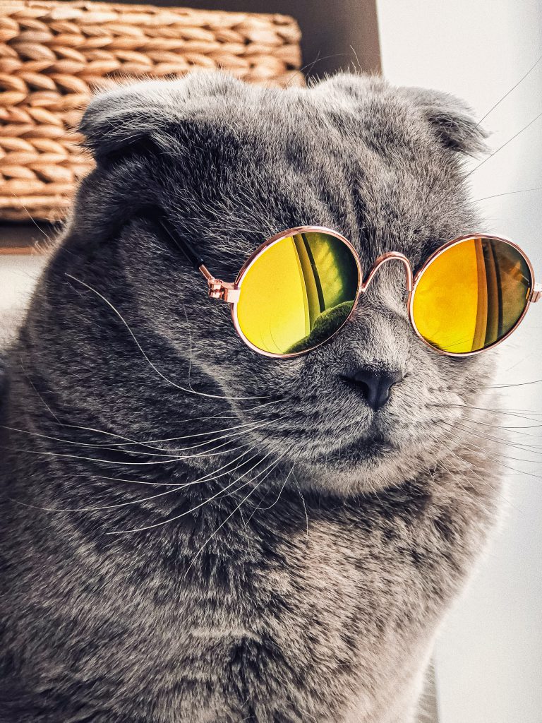 بچه گربه با عینک