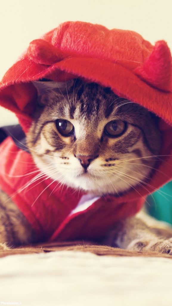 بچه گربه با لباس قرمز باحال
