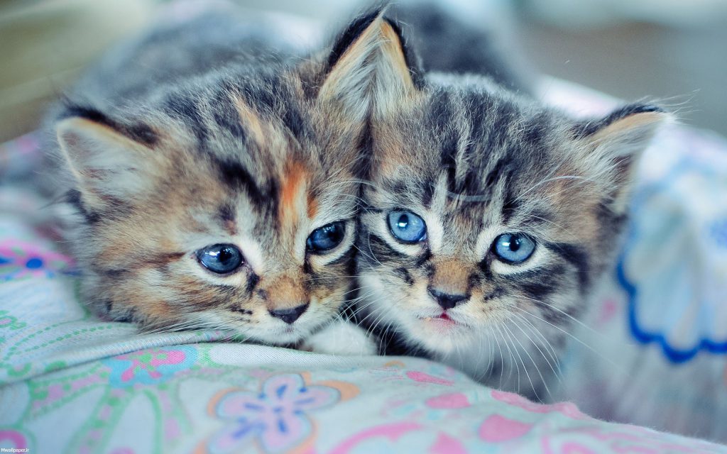 بچه گربه با چشم های آبی