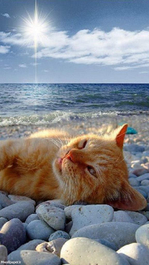 بچه گربه در ساحل