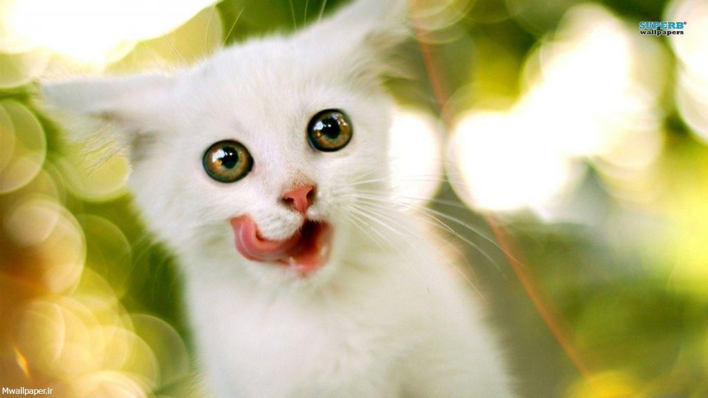 بچه گربه سفید