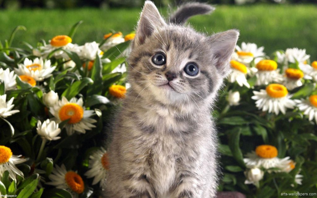 بچه گربه لای گلها