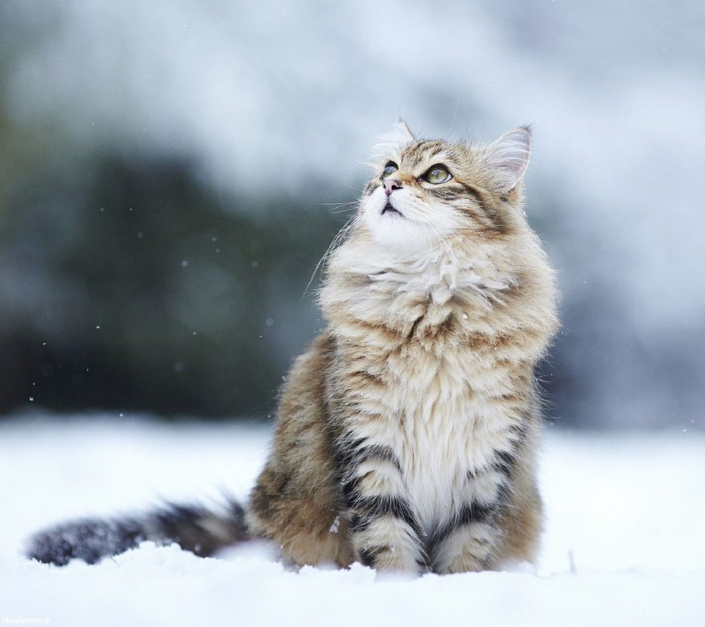 عکس بچه گربه در برف