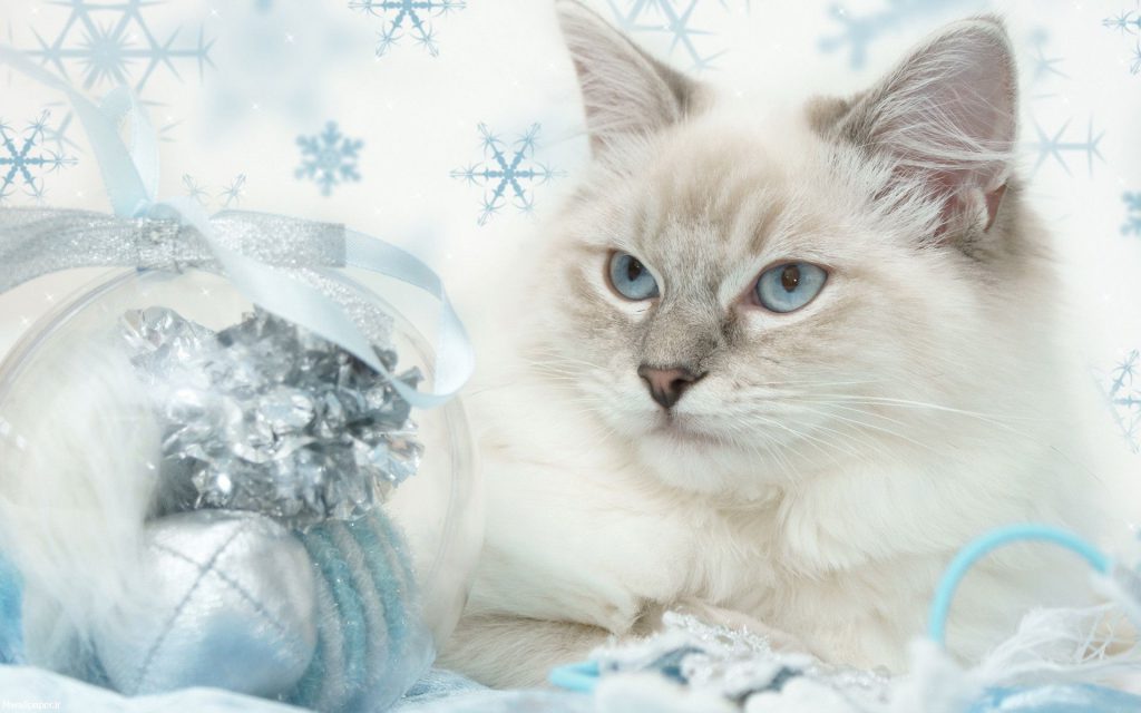 Cute Christmas Kitty