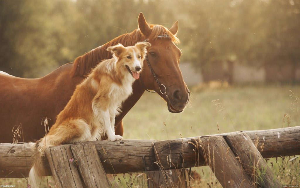 عکس بک گراند اسب و سگ