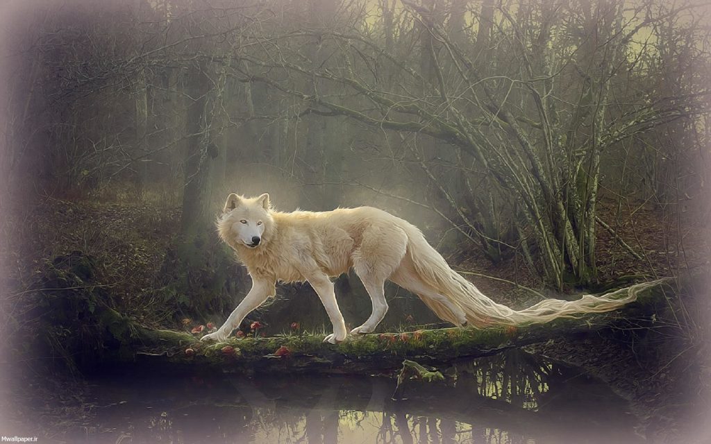 عکس درخشان گرگ سفید
