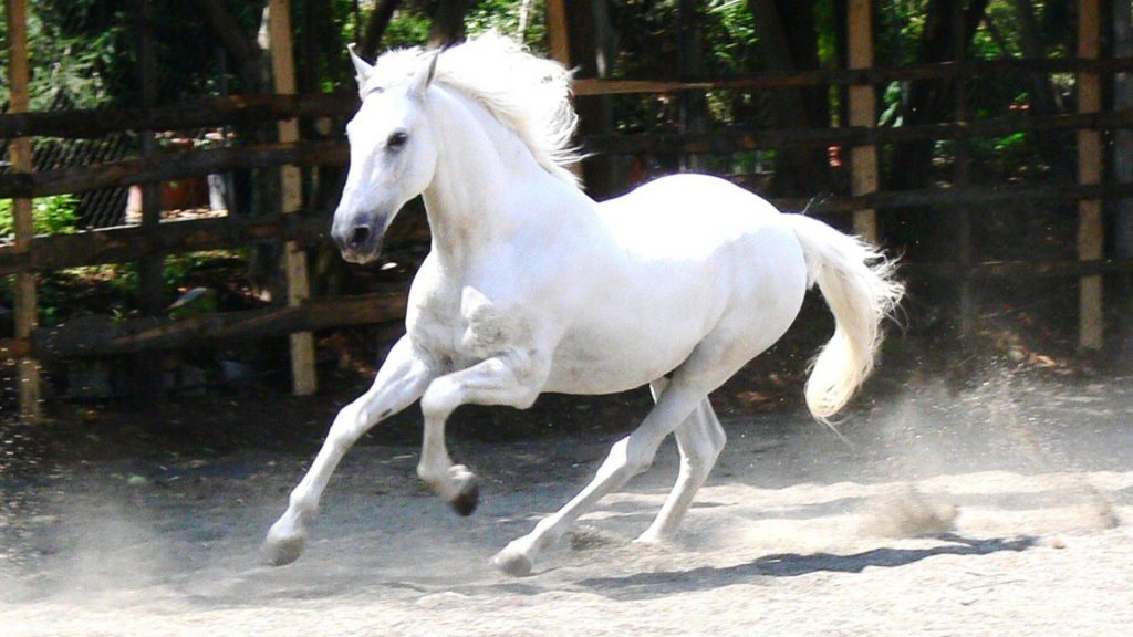 عکس پس زمینه اسب سفید