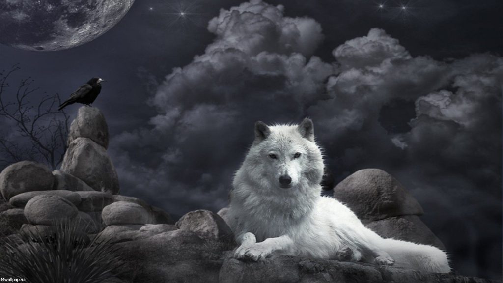 عکس گرگ سفید خفن