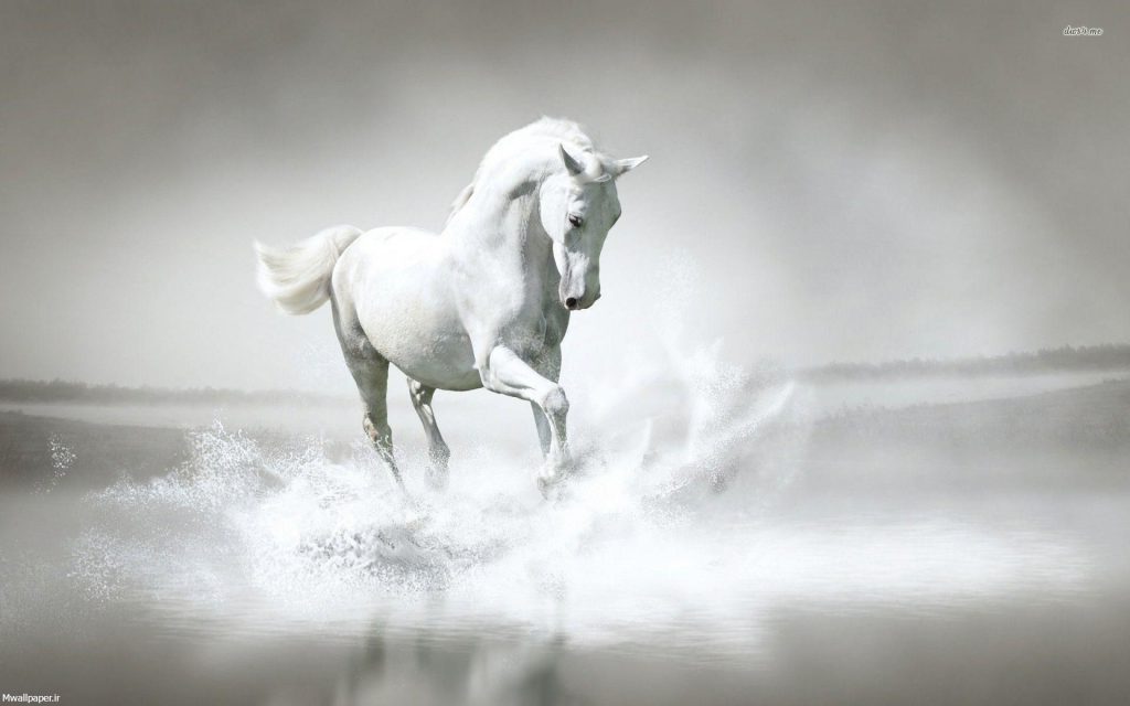 عکسهای اسب سفید
