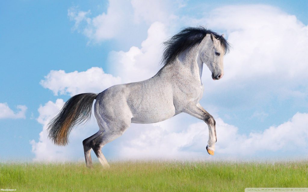 والپیپر اسب سفید