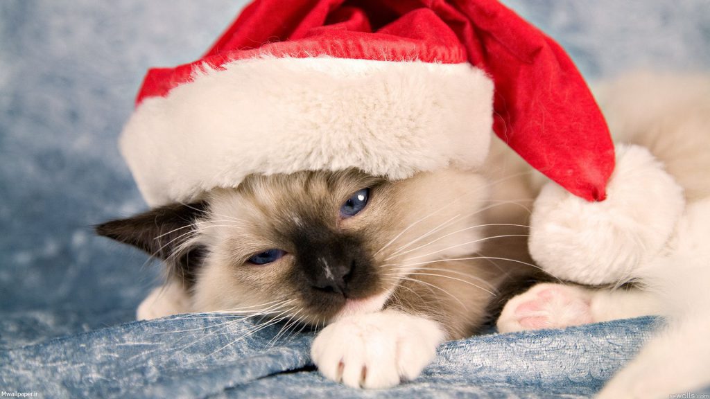 والپیپر بچه گربه کریسمس