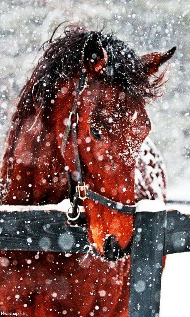 والپیپر موبایل اسب در برف