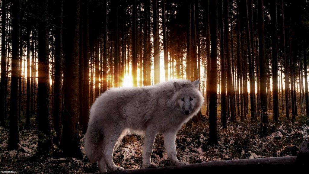 White Wolf Wallpaper Iphone
