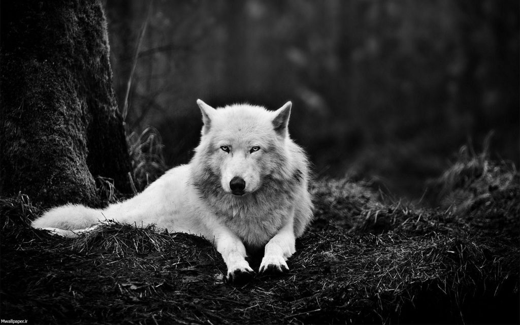 والپیپر گرگ سفید