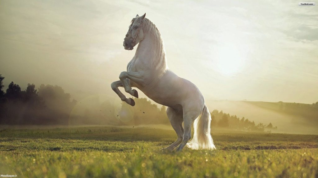 پس زمینه اسب سفید و خورشید