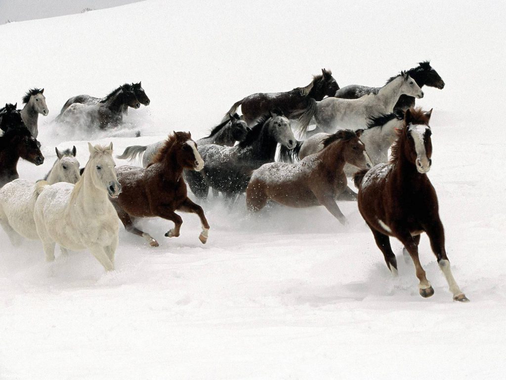 پس زمینه دویدن اسبها در برف