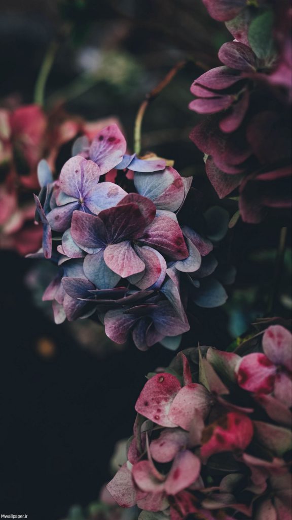 پس زمینه موبایل گل های زیبا